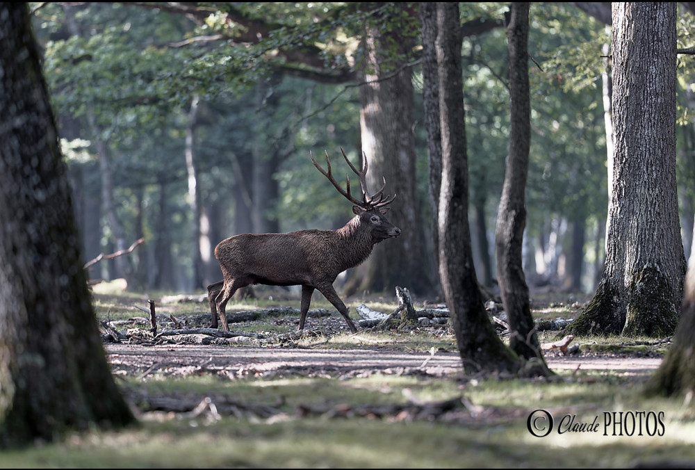 Claude Photo -