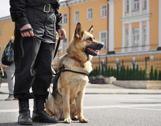 Cortesia Sécurité privée - Agent de sécurité Maître Chien - Cynophile